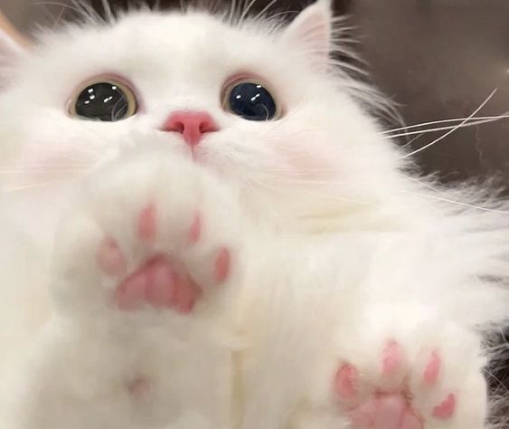 🍡 ᴄᴜᴛᴇ ɪᴄᴏɴ 𖦹  Baby cats, Cat aesthetic, Cute little animals
