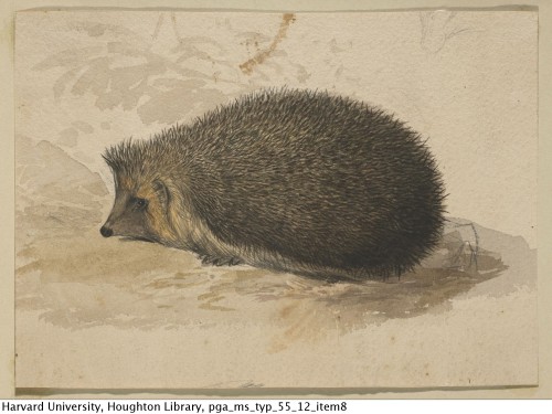 Lear, Edward, 1812-1888. Drawing of a hedgehog, with a preliminary study, 1830s.MS Typ 55.12Houghton