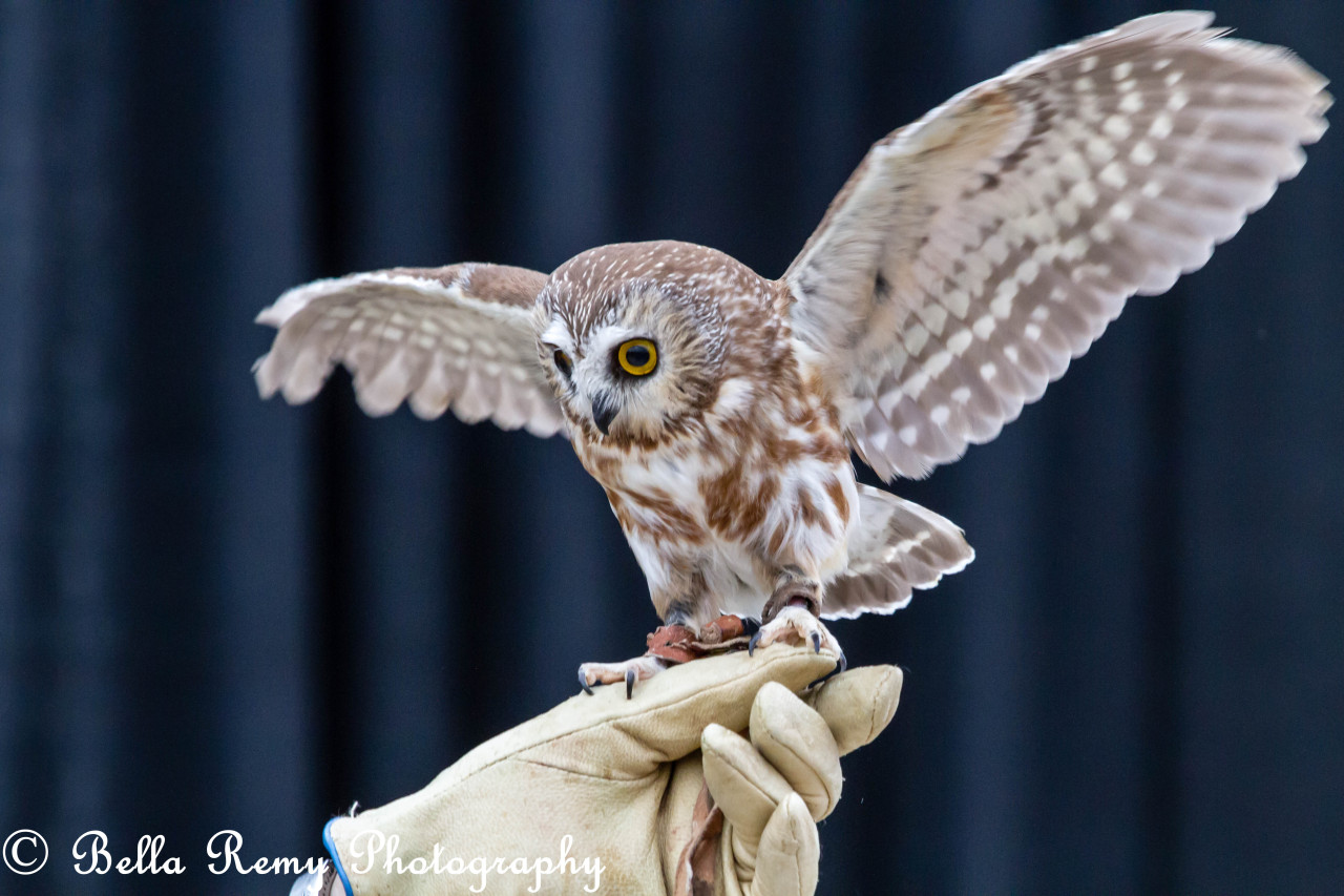 theraptorcage:
“Northern Saw-whet Owl
”