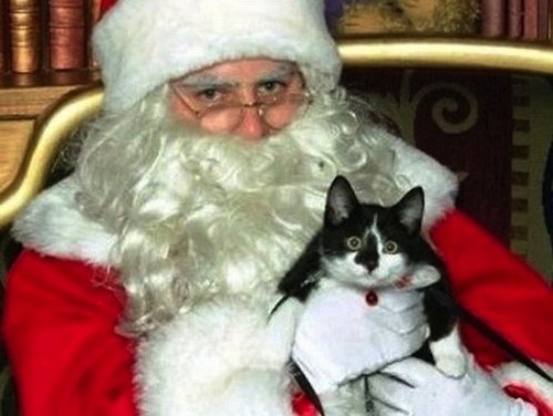 teratomarty:  unimpressedcats:  who is this fat man and why is he holding me?  Kitty