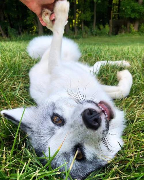 Marble fox  Freya