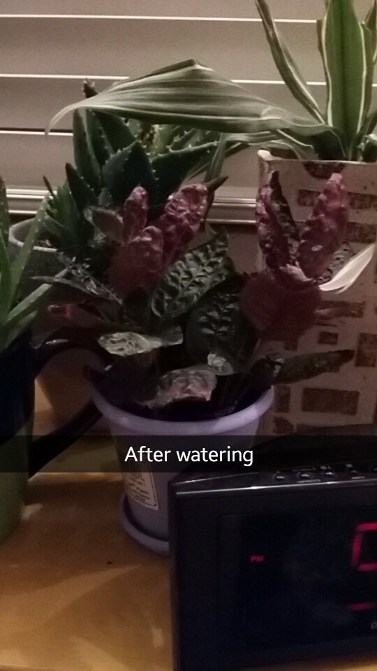 Instead of drooping a -little- when it needs to be watered my purple waffle plant