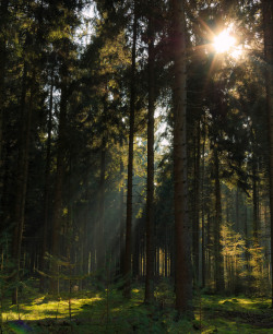 wanderthewood:  by Hellen de Grijs 