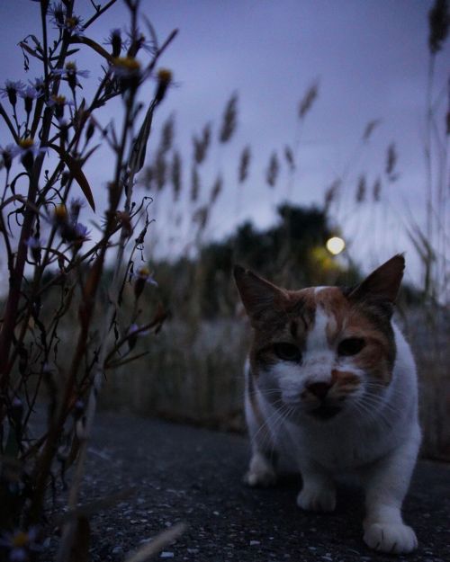 暗くなる前に巡回しちゃおう。 #fixx201211 #シッポ追い #tailchaser #猫写真 #東京猫 #外猫 #地域猫 #ねこ部 #まちねこ #ネコスタグラム #にゃんこ #nekosta