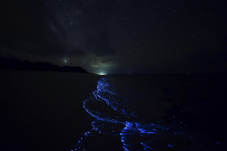 outdoormagic:Bioluminescence by Ahmed Shinan