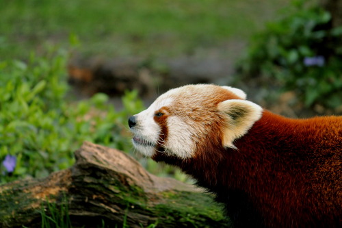 Red panda (Ailurus fulgens) by zoo-logicailurus - from Greek ‘aílouros’, meaning catfulgens - bright