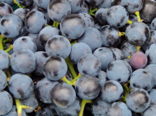 Concord Grapes (Not Wine Grapes!!!!) Fairfax City Farmers Market, 30 August 2014.