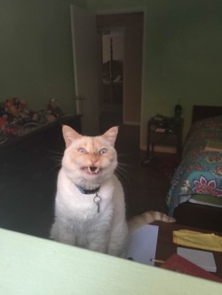 unflatteringcatselfies:  This is snowy, my friends very photogenic flame point Siamese kitty.