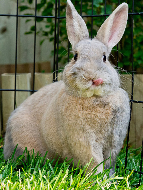 tastefullyoffensive:  Bunnies Sticking Their Tongues Out [boredpanda]Previously: Bears Doing Human Things 