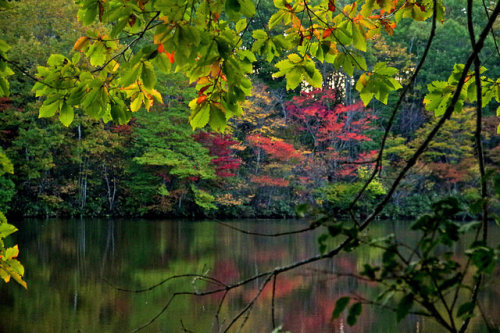 Frame of leaves by tez-guitar on Flickr.