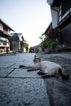 iesuuyr:   Cat protecting Magome by    	Big Ben in Japan 	  	 						 			      