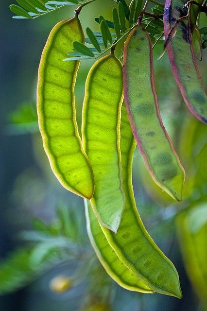 my-world-of-colour:   Mesquite Tree Peulen van het zaad door Ken Bosma