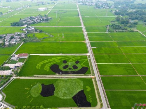 Giant Pandas Have Grown In The Rice Fields! In Chengdu, Sichuan Province, Colorful Rice Plants Have Been