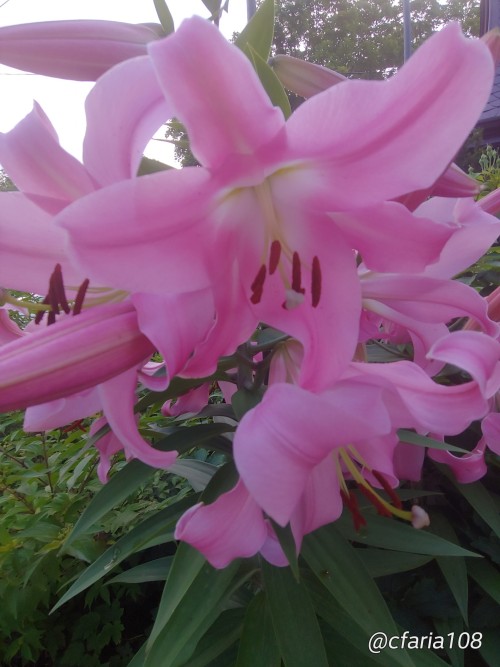 Have A Gorgeous Day!