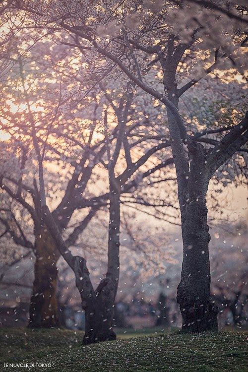 Wild Beauty