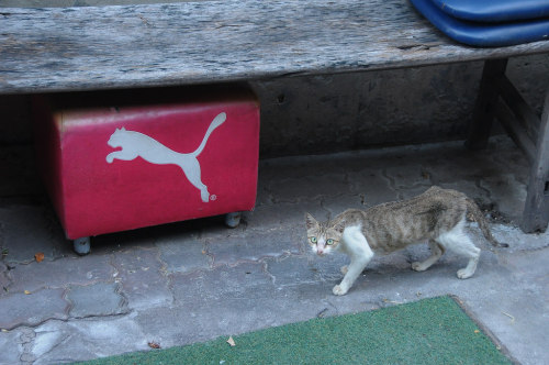 Sex dontrblgme2:  “Puma” (via 変なおじさん–Weird pictures