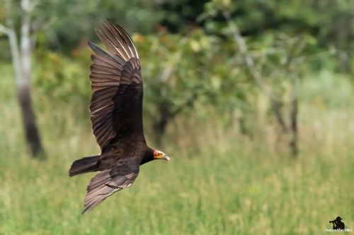 Lesser Yellow-headed Vulture  I was actually focused on the Jabirus when @alberto_guide_cr yelled ou