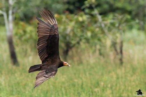 Lesser Yellow-headed VultureI was actually focused on the Jabirus when @alberto_guide_cr yelled ou