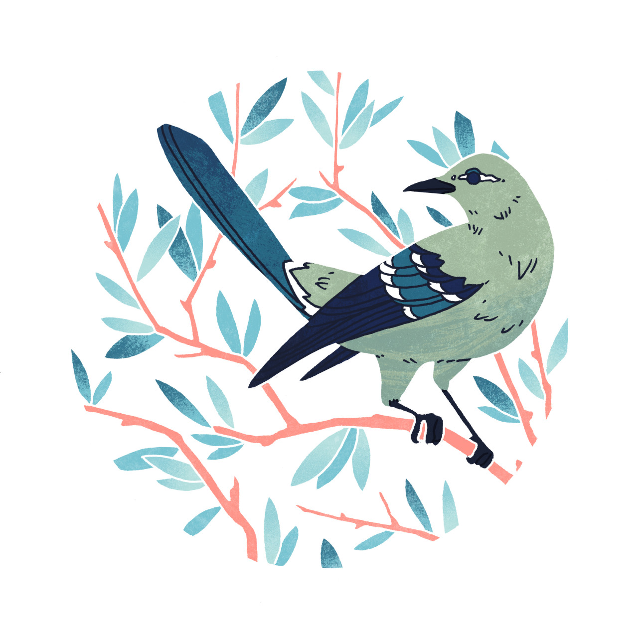 theemilydahl:Northern Mockingbird