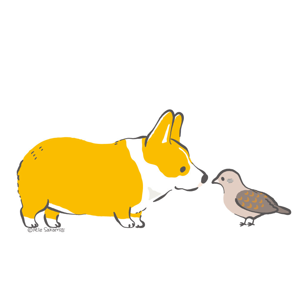 Okoge The Corgi みんなでくっついて寝るうちのハスキーとコーギー Okoge The Corgi みんなでくっついて寝るうちのハスキーとコーギー