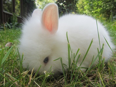 centifolias:furything:bunny in the grassim screaming