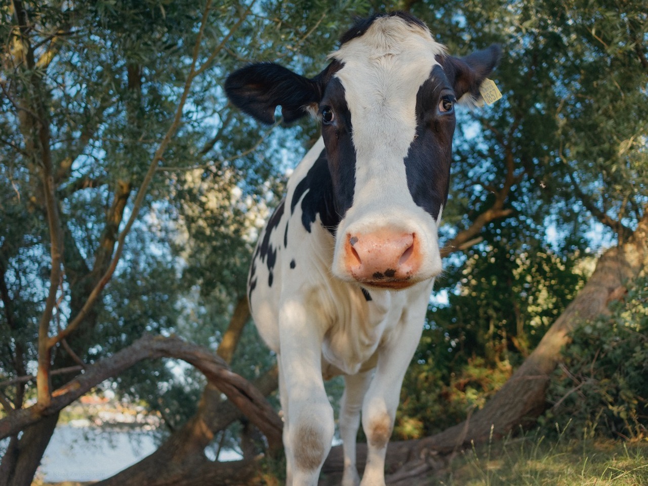 marina-diamandis: klaascows: They’re getting more cheeky every day.  @womanbecomescow