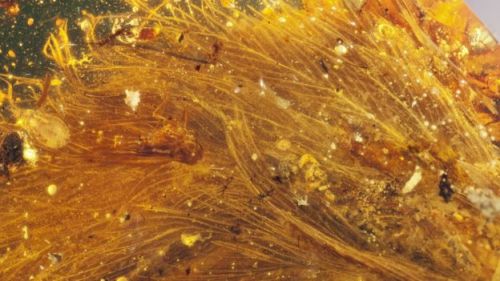 'Beautiful' Dinosaur Tail Found Preserved In Amber