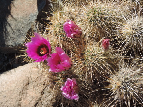 Cactus Blossoms, Taliesin West, Scottsdale, Arizona, 2014.