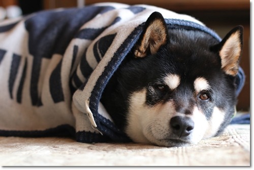 parakavka:  sleepy worm