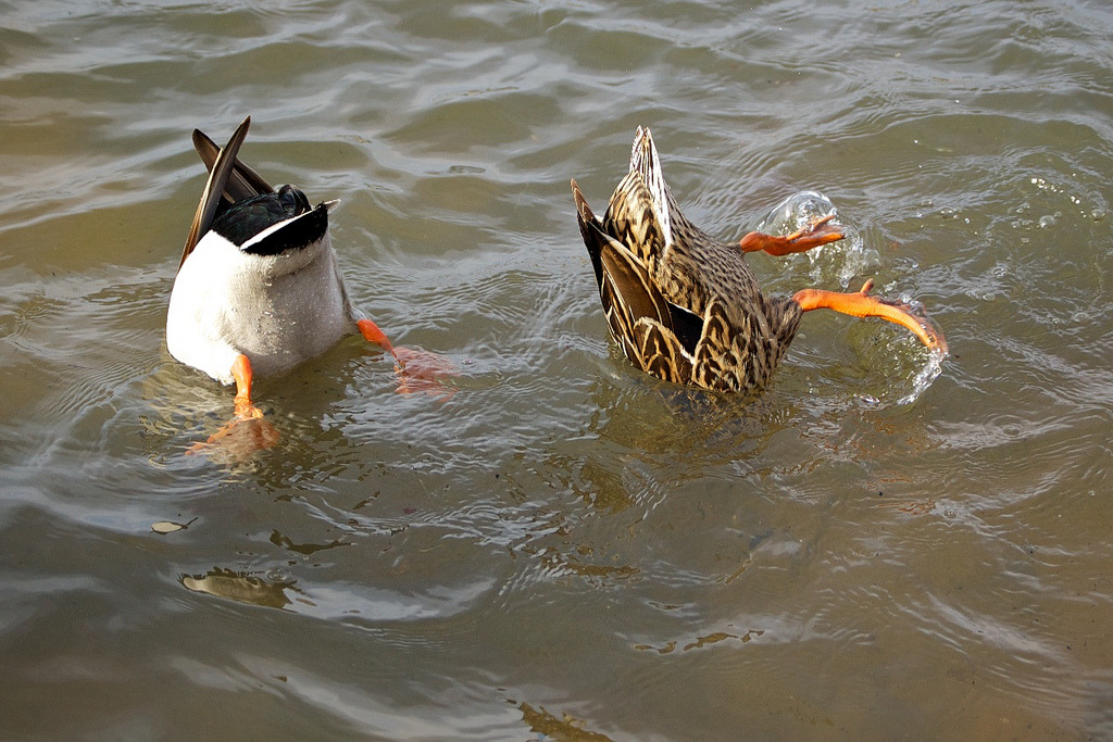 catsbeaversandducks:  &ldquo;Duck and Cover!&rdquo;  (Please click on each