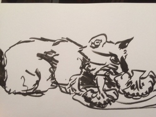 More pet drawings