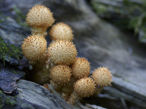 quiet-nymph: Fantastic Fungi photography by eyelyft on Flickr