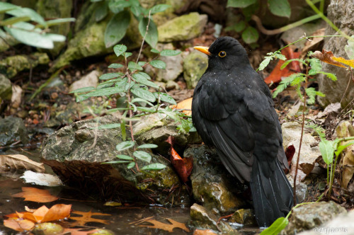 Common Blackbird (Turdus merula) &gt;&gt;by jessica joachim