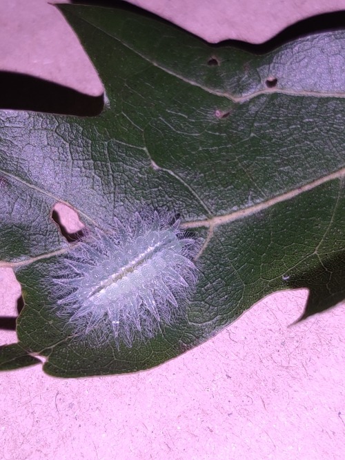 onenicebugperday:Spun glass slug moth,Isochaetes beutenmuelleri,LimacodidaeLike many slug moth speci