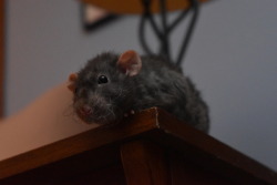 thelaughingrat: Steele likes to perch near me to watch what I’m doing and keep me company.