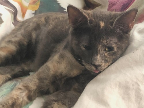 Here, Have One Of Many, Many Times My Torbie Kitten Forgot How To Put Her Tongue Back Into Her Mouth