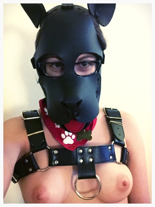 puplaika:  brisketbully:  pupmishka:   puplaika:  One tuff puppy! Woof.   Rrwrf!!   Awoooo! Pretty pup. When is it acceptable to compliment your friend’s tiddies? Also I love your new harness.  @itsnotyourdadsblog just said, “Always!” 