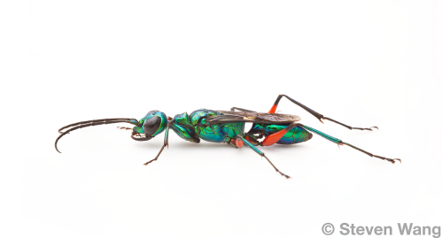 onenicebugperday:Emerald cockroach wasp, Ampulex compressa,AmpulicidaeThis wasp is mostly found in t