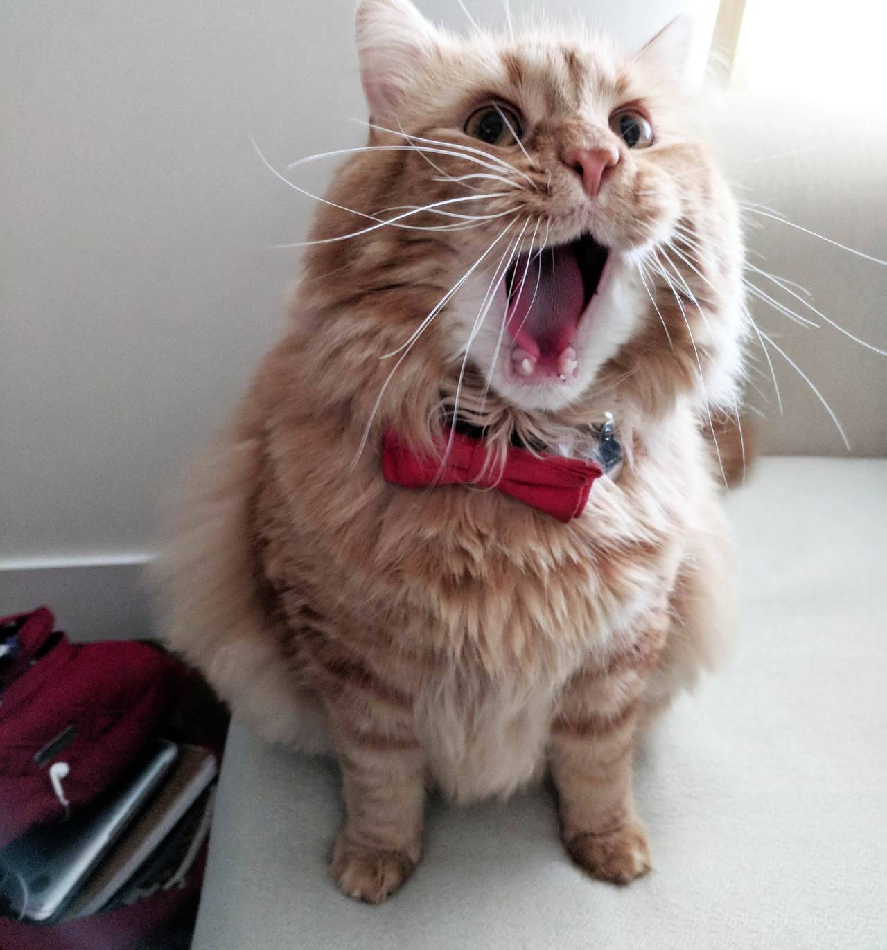 awwww-cute:  My cat looks like he is singing when he yawns (Source: http://bit.ly/2GSHXXv)