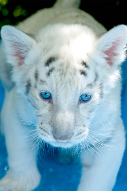 plasmatics-life:  Cute Tiger | (by Catherine