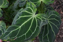 morphua:  really cool leaf @ the botanical