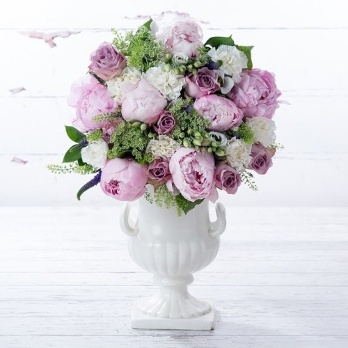 Lilac &amp; pink peony rose
