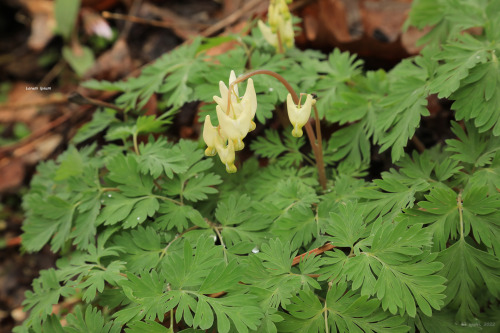 A week and a half into April and despite a cold snap, the first wave of spring ephemerals is making 