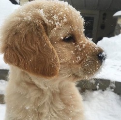 Snow pupper