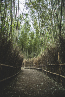 alexwilliammilsom:  Arashiyama Bamboo Grove