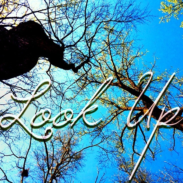 Leaflets! #lookup #nature #trees #nest #sky #spring