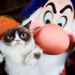 realgrumpycat:  Take Grumpy’s challenge