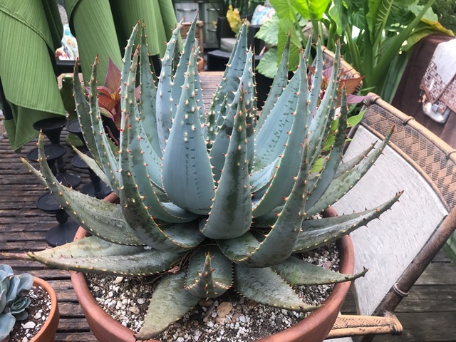 Aloe peglerae on Tumblr