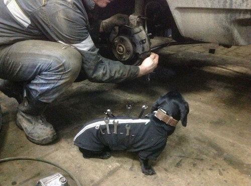 mymodernmet:  Adorable Tool-Dog is Man’s Best Assistant Who Helps Humans Fix Cars