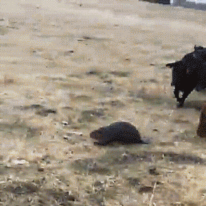 tastefullyoffensive: Canadian cows follow their new beaver overlord. [full video]